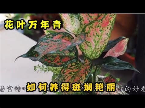 紅葉萬年青開花|【萬年青會開花嗎】萬年青竟然也會開花？20年首次現花苞，專家。